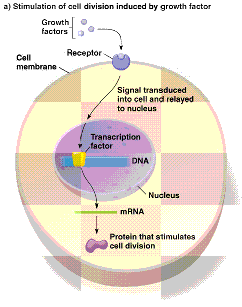 RETINOBLASTOMA: Mode Of Inheritance